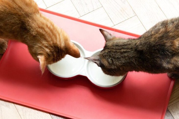 Kesehatan Usus yang Ditingkatkan: Makanan Kucing Mengandung Probiotik yang Harus Anda Ketahui