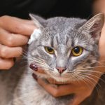 Tanda-Tanda Telinga Kucing Perlu Dibersihkan dan Cara Menanganinya